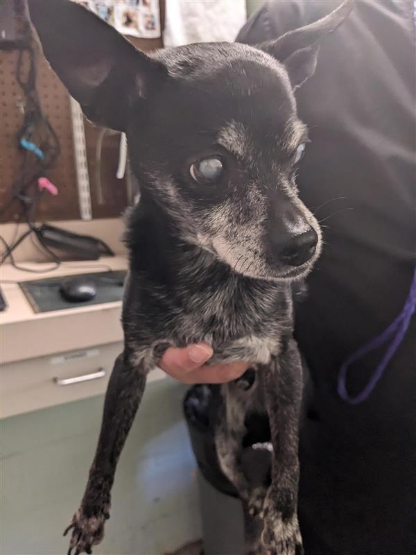 BATMAN, an adoptable Chihuahua in Sacramento, CA, 95818 | Photo Image 1