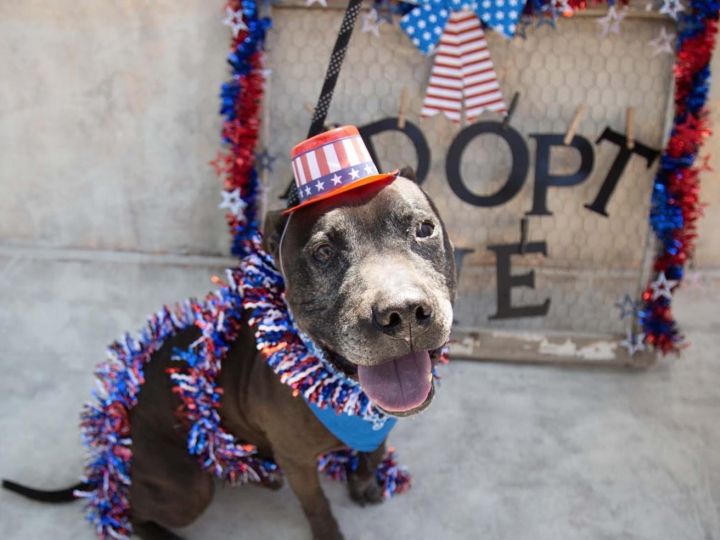 NILES, an adoptable Pit Bull Terrier in Mesa, AZ_image-1