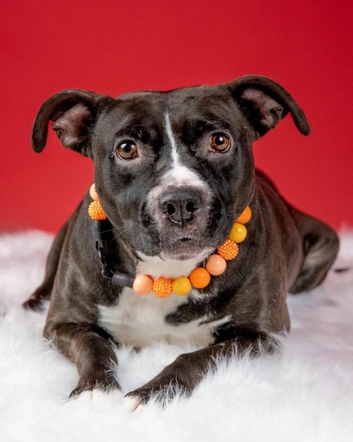 Jewel (Texas), an adoptable Pit Bull Terrier & Labrador Retriever Mix in conroe, TX_image-1