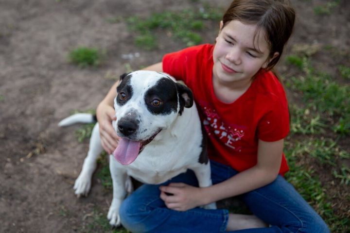 Trixie (Texas), an adoptable Pointer & Pit Bull Terrier Mix in conroe, TX_image-1