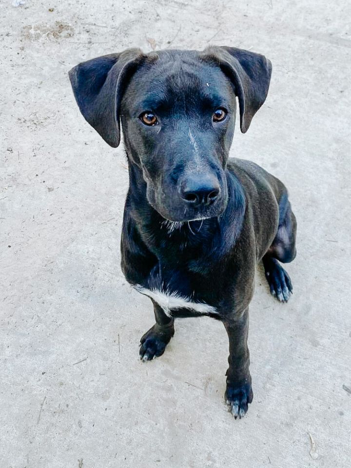 Jack Jack (Texas), an adoptable Labrador Retriever & Hound Mix in conroe, TX_image-1