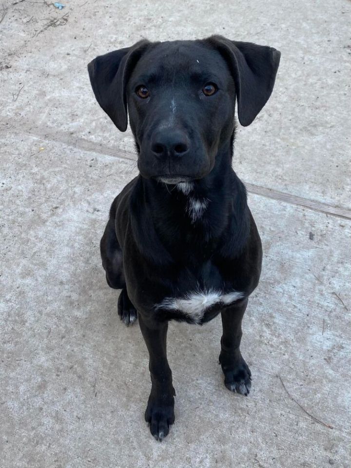 Jack Jack (Texas) 4