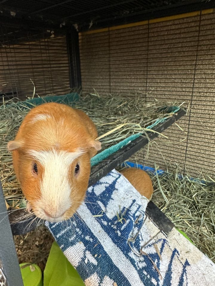 Archie & Tango 3