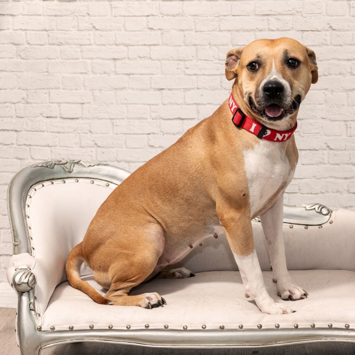 Maya (Texas), an adoptable Labrador Retriever & American Staffordshire Terrier Mix in conroe, TX_image-6