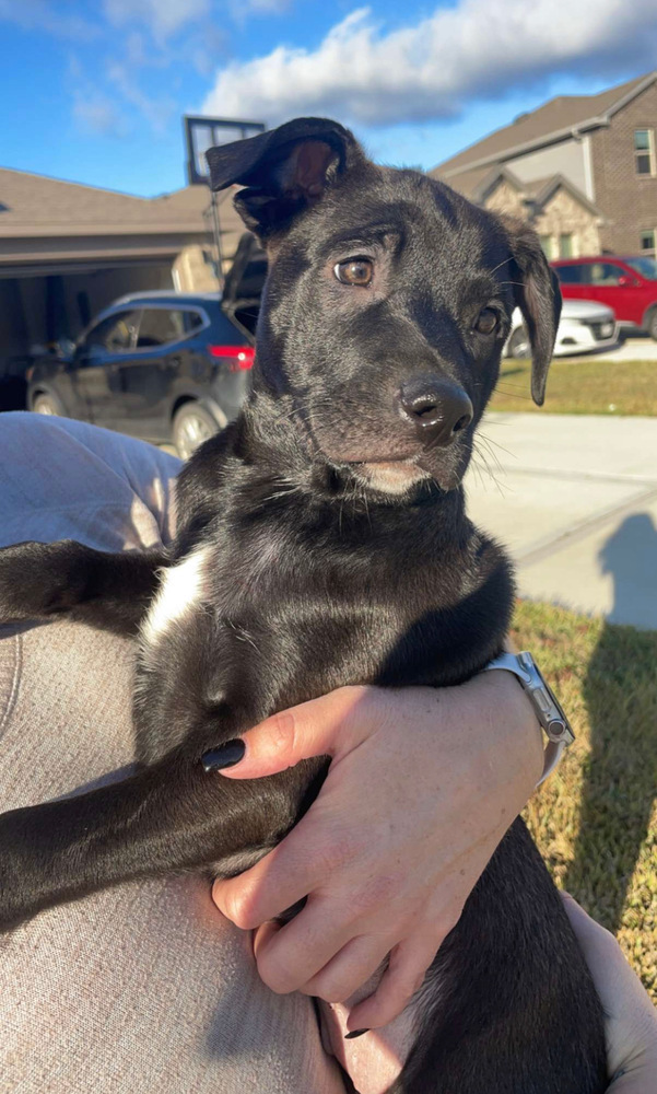 Ragnar (Sarah 2's Litter) - Texas 4