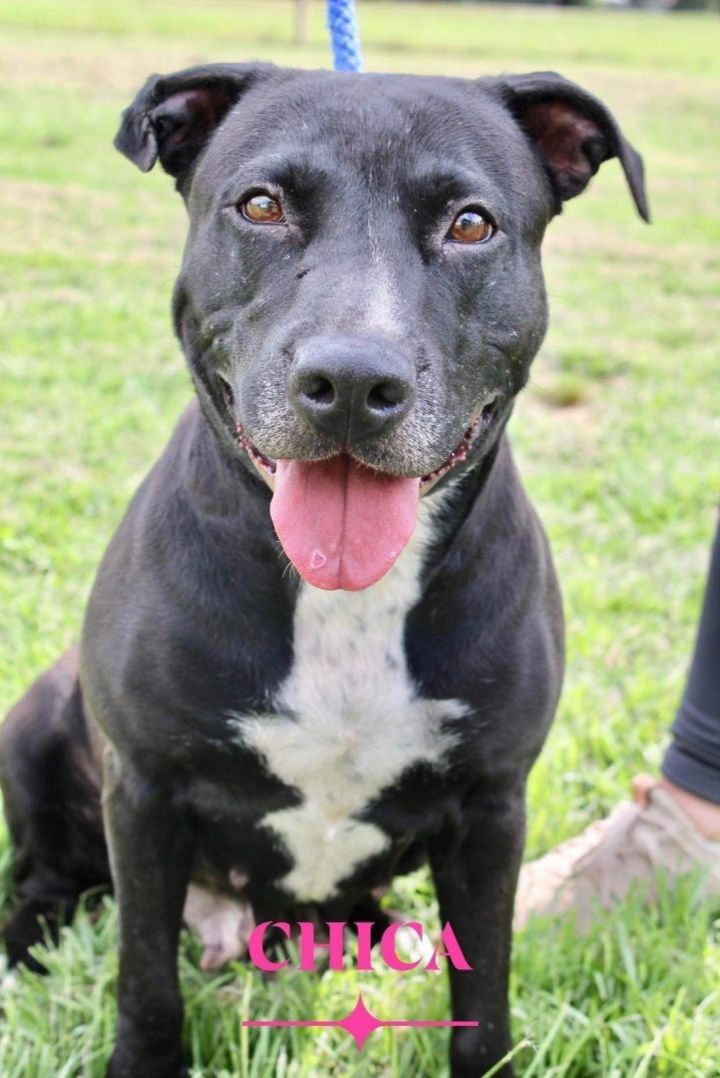 Chica, an adoptable American Staffordshire Terrier Mix in Durango, CO_image-1