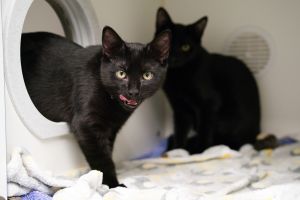 Chance and Shadow