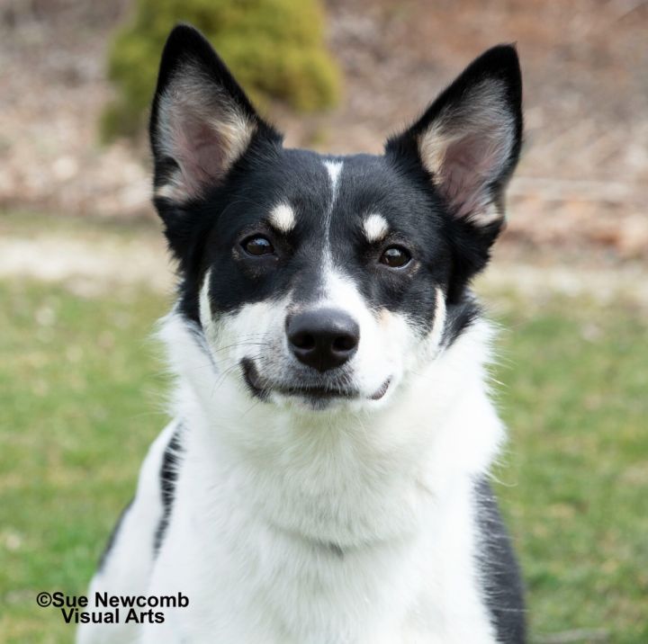 Olivia, an adoptable Border Collie & Terrier Mix in Shorewood, IL_image-1