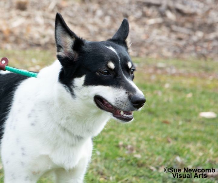 Olivia, an adoptable Border Collie & Terrier Mix in Shorewood, IL_image-2