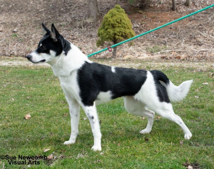 Olivia, an adoptable Border Collie & Terrier Mix in Shorewood, IL_image-3