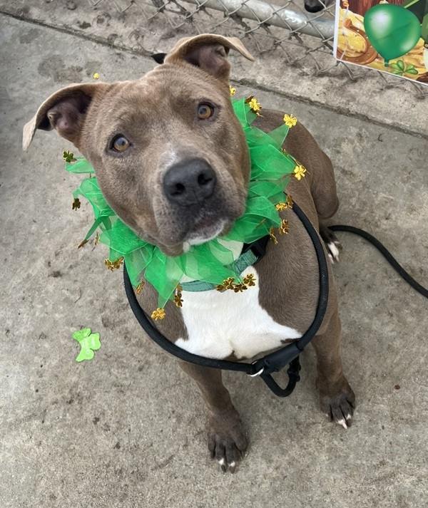 Dog for adoption Liberty an American Staffordshire Terrier Mix