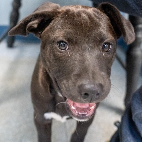 Coco, an adoptable Labrador Retriever & Terrier Mix in Patterson, NY_image-1
