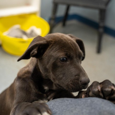 Coco, an adoptable Labrador Retriever & Terrier Mix in Patterson, NY_image-4