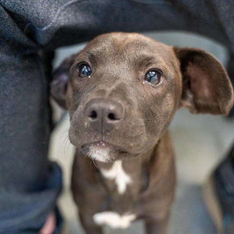 Coco, an adoptable Labrador Retriever & Terrier Mix in Patterson, NY_image-6