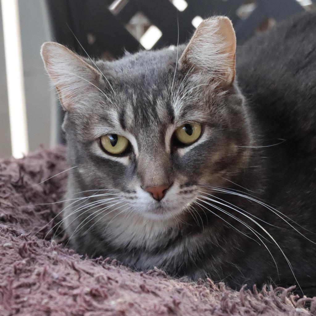 Yaretzi, an adoptable Domestic Short Hair in Tucson, AZ, 85711 | Photo Image 1