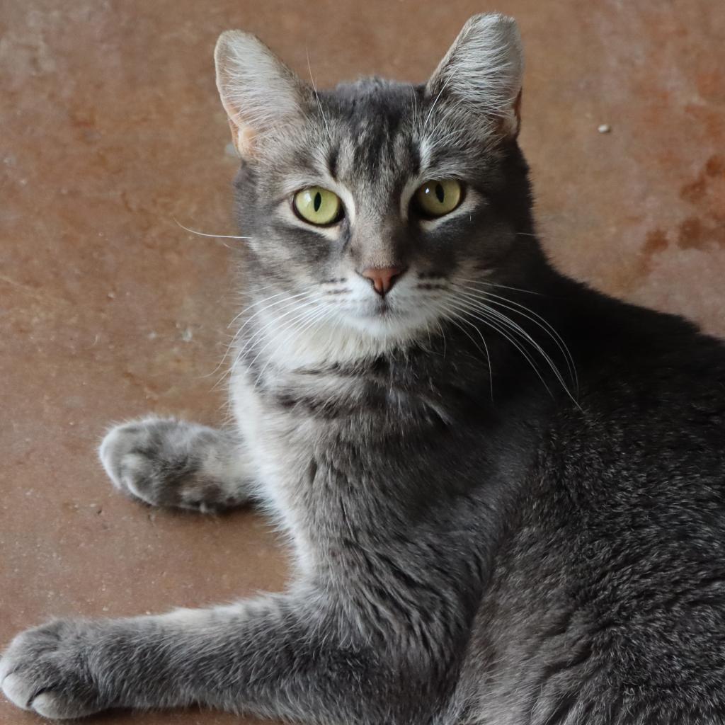 Yaretzi, an adoptable Domestic Short Hair in Tucson, AZ, 85711 | Photo Image 2