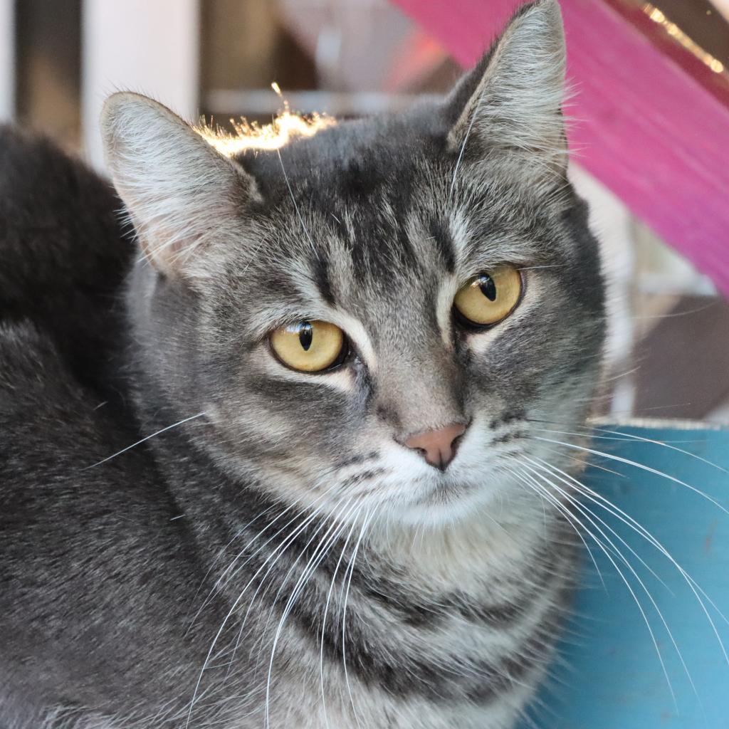 Yaretzi, an adoptable Domestic Short Hair in Tucson, AZ, 85711 | Photo Image 3