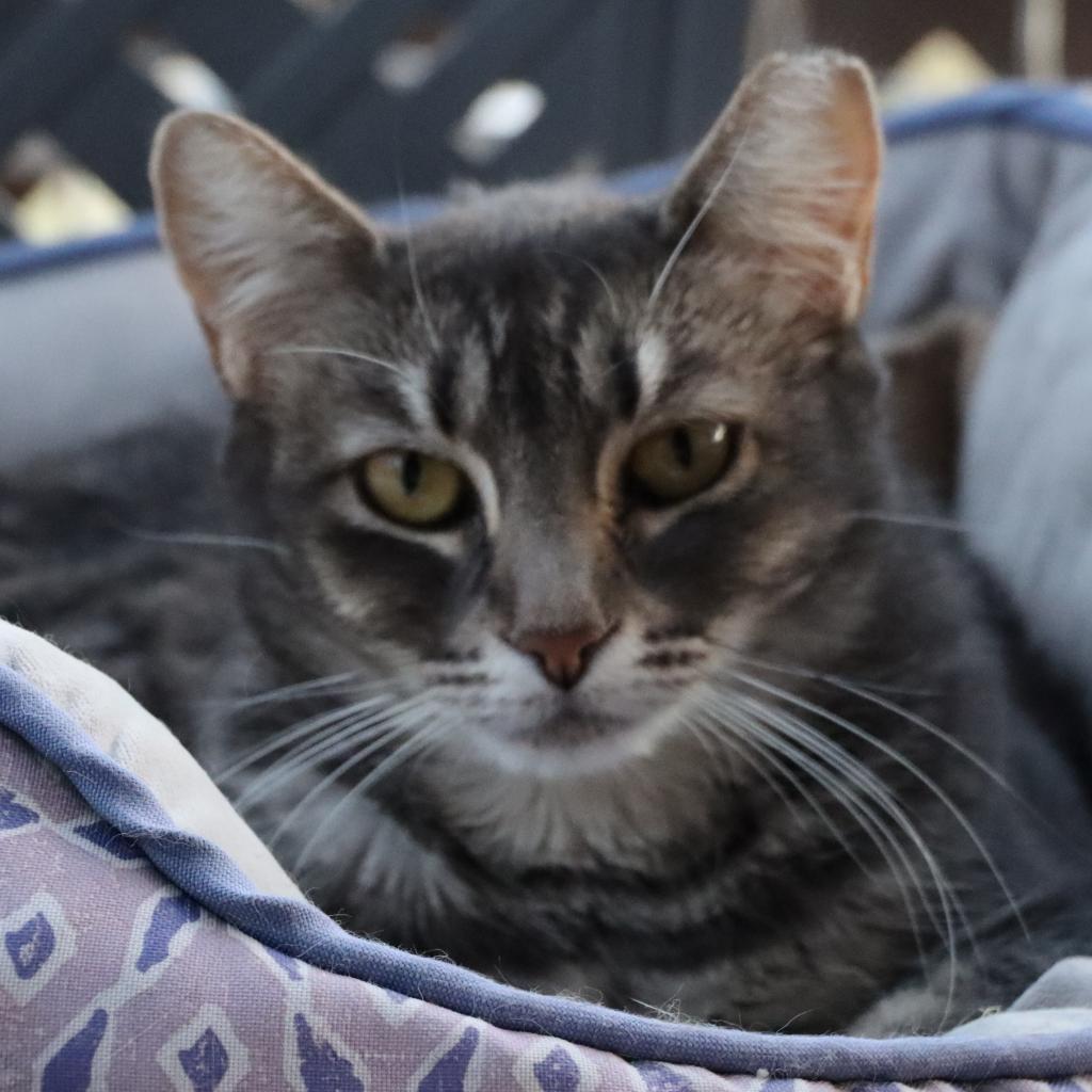 Yaretzi, an adoptable Domestic Short Hair in Tucson, AZ, 85711 | Photo Image 4