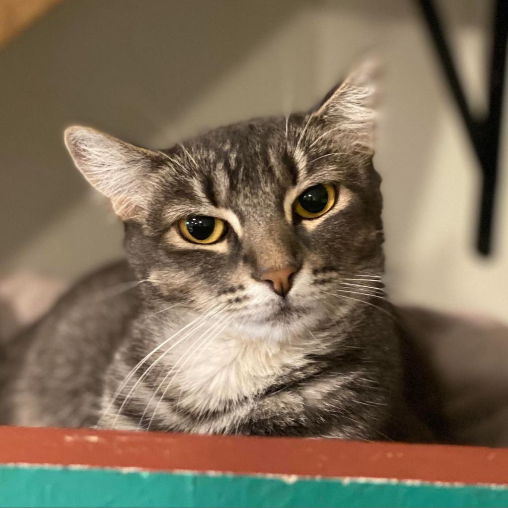 Yaretzi, an adoptable Domestic Short Hair in Tucson, AZ, 85711 | Photo Image 5