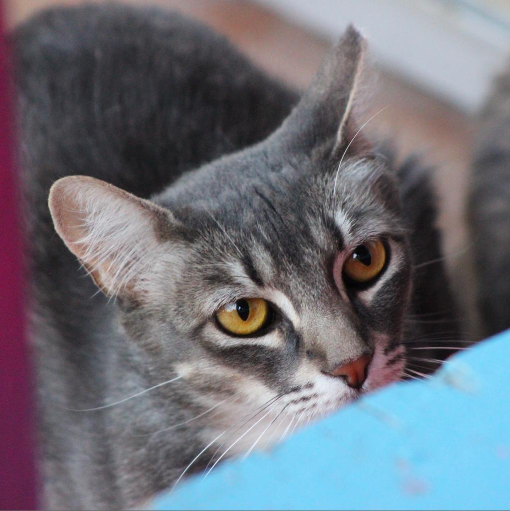 Yaretzi, an adoptable Domestic Short Hair in Tucson, AZ, 85711 | Photo Image 6