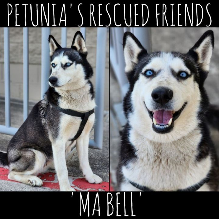 Dog for adoption - Ma Bell, a Husky in Castroville, TX | Petfinder