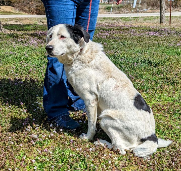 Milo, an adoptable Shepherd & Labrador Retriever Mix in Parsons, KS_image-2