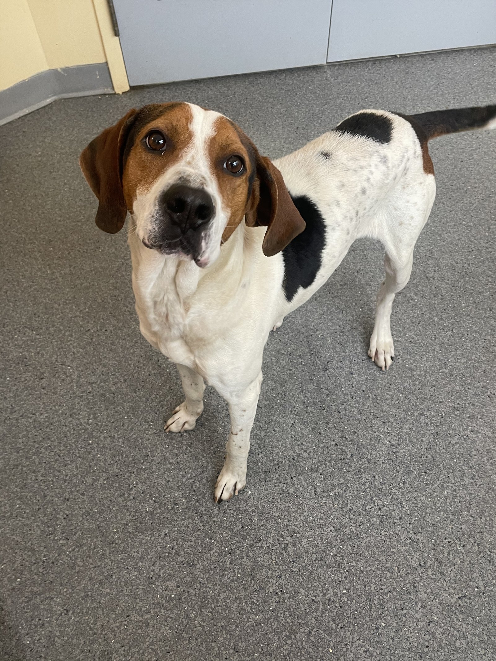 Lewis, an adoptable Treeing Walker Coonhound in Covington, VA, 24426 | Photo Image 1