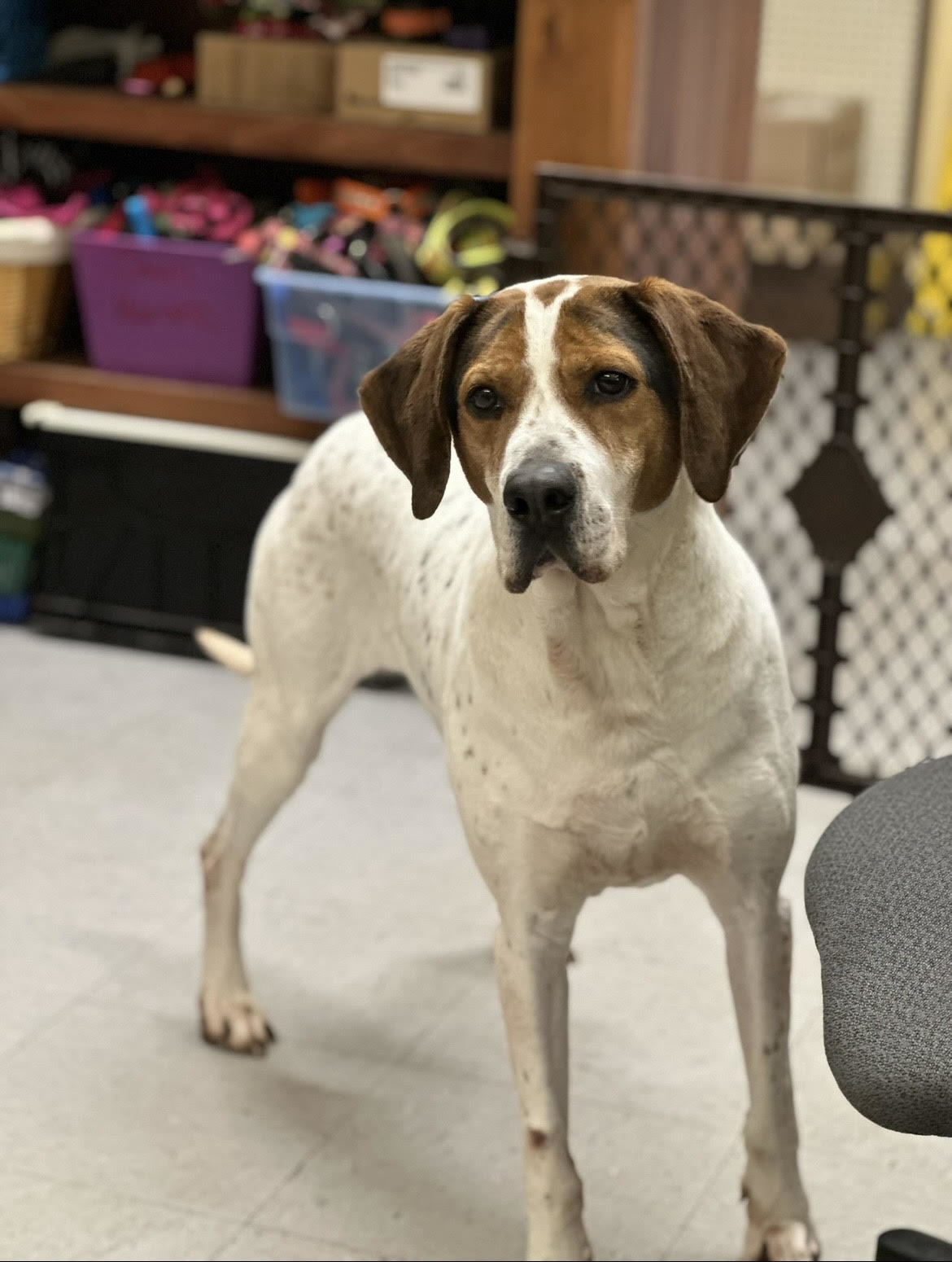 Lewis, an adoptable Treeing Walker Coonhound in Covington, VA, 24426 | Photo Image 1
