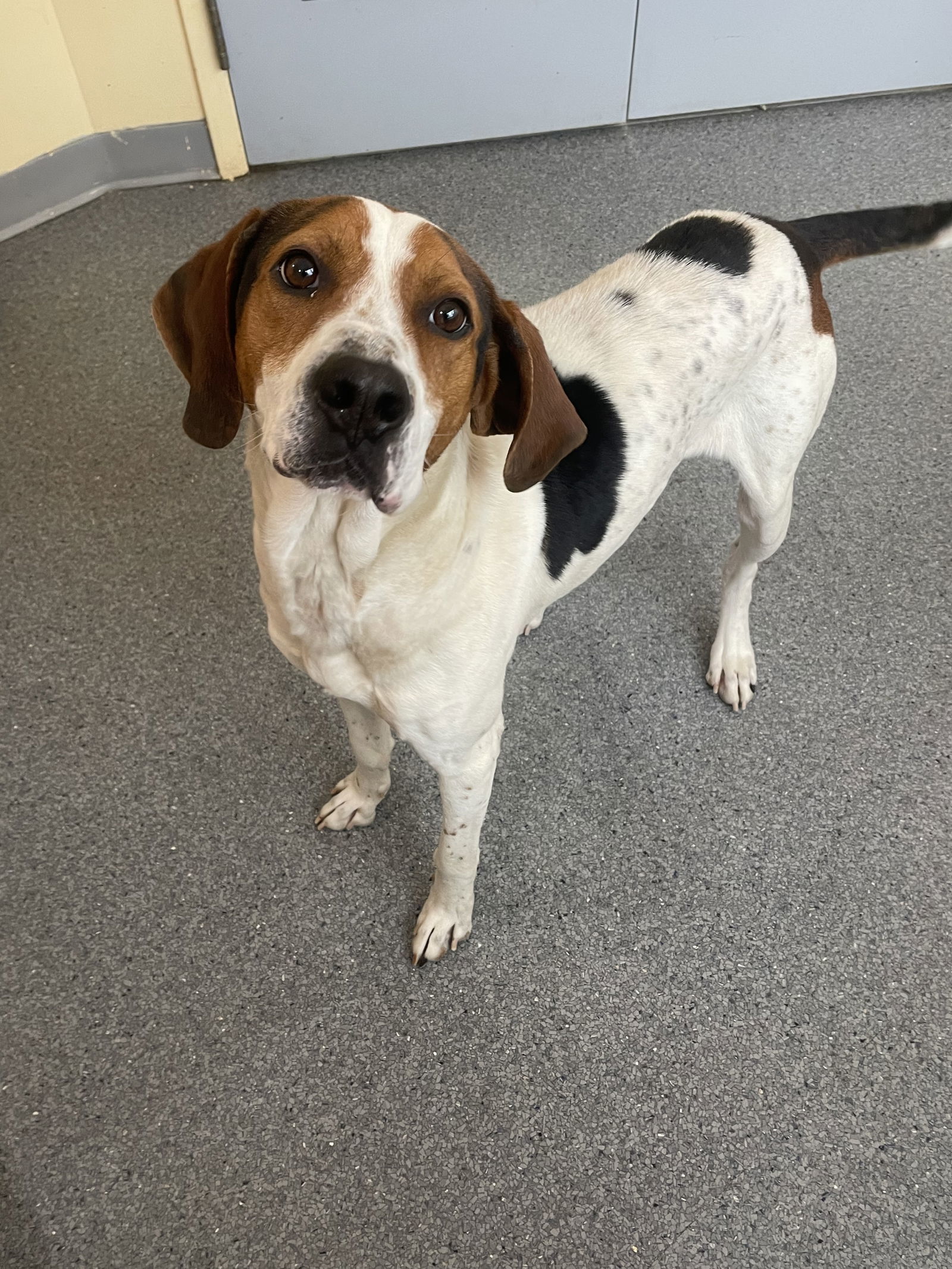 Lewis, an adoptable Treeing Walker Coonhound in Covington, VA, 24426 | Photo Image 2