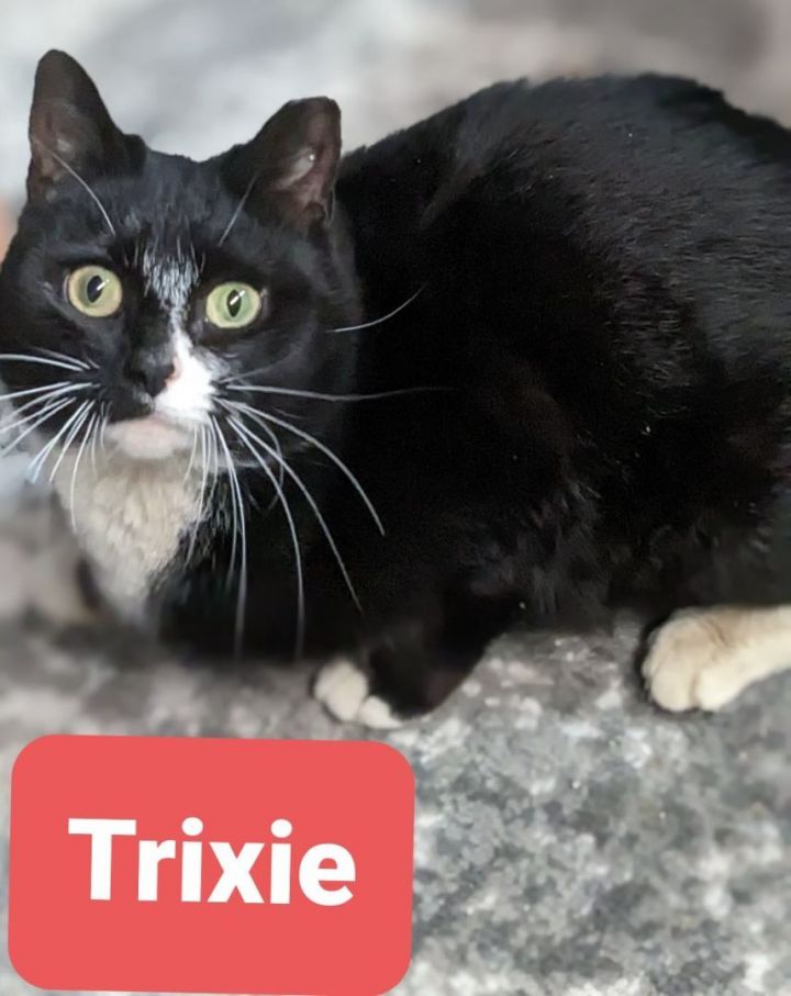 Trixie, an adoptable Domestic Short Hair in West Orange, NJ_image-6