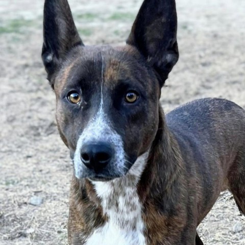 Pacific, an adoptable Australian Kelpie, Shepherd in Columbus, NC, 28722 | Photo Image 1