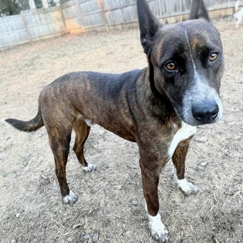 Pacific, an adoptable Australian Kelpie, Shepherd in Columbus, NC, 28722 | Photo Image 4