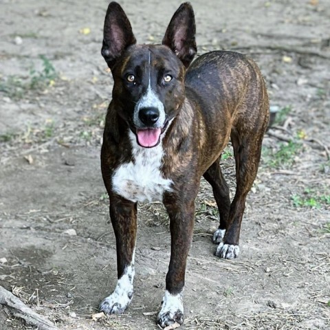 Pacific, an adoptable Australian Kelpie, Shepherd in Columbus, NC, 28722 | Photo Image 5