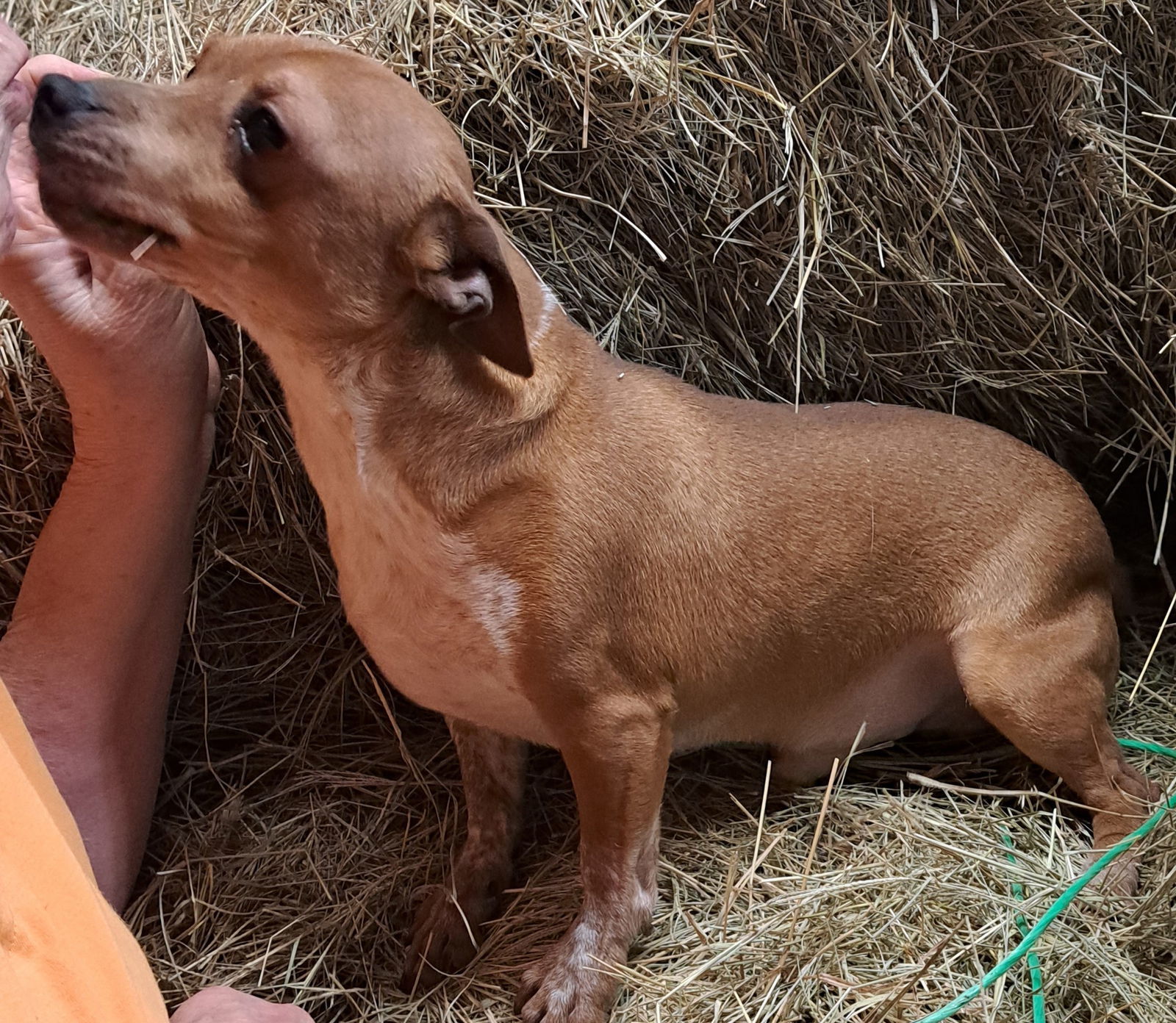 Rio, an adoptable Chihuahua, Dachshund in Baileyton, AL, 35019 | Photo Image 2