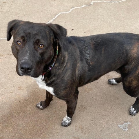 Charlotte, an adoptable Pit Bull Terrier in Wichita, KS, 67278 | Photo Image 2