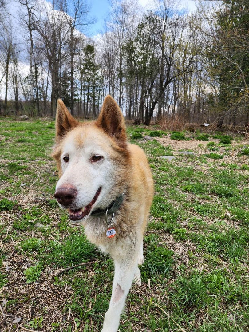 Hunter, an adoptable Husky in Westmount, QC, H3Y 1G4 | Photo Image 2