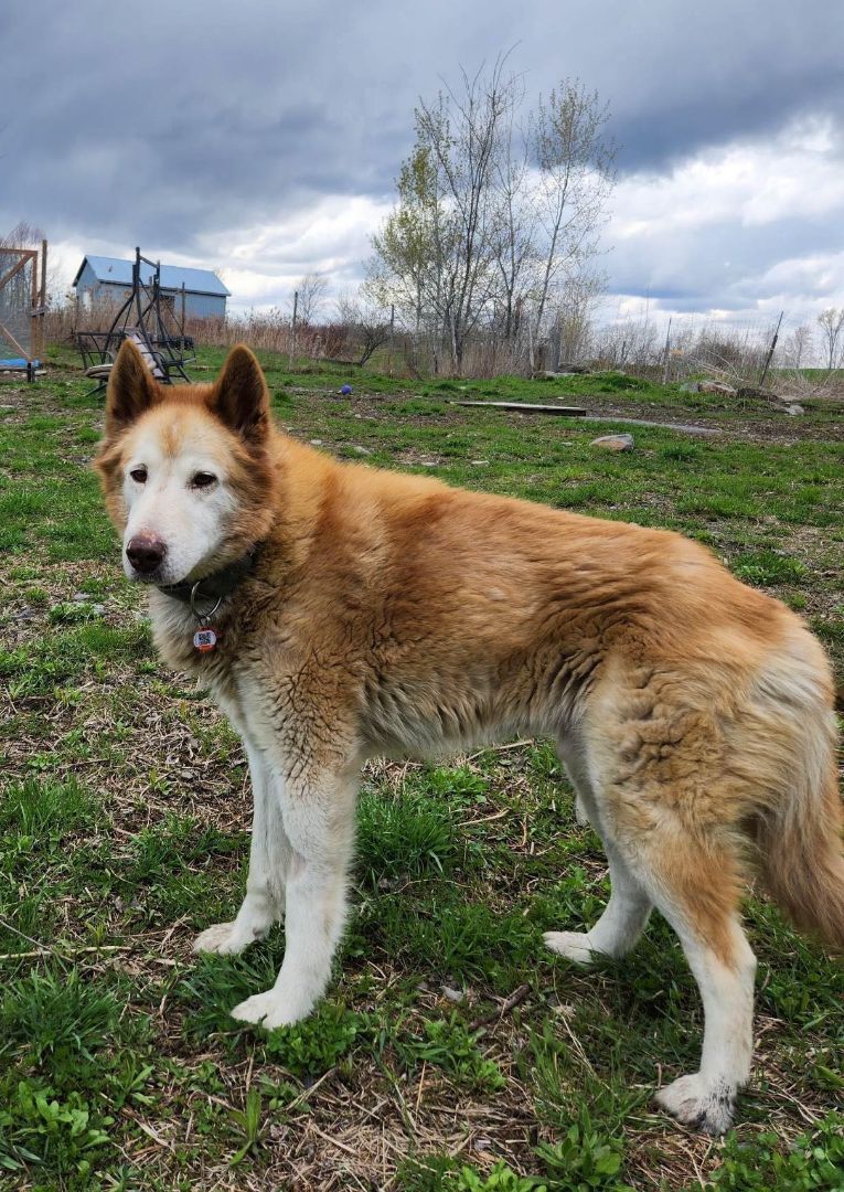 Hunter, an adoptable Husky in Westmount, QC, H3Y 1G4 | Photo Image 2