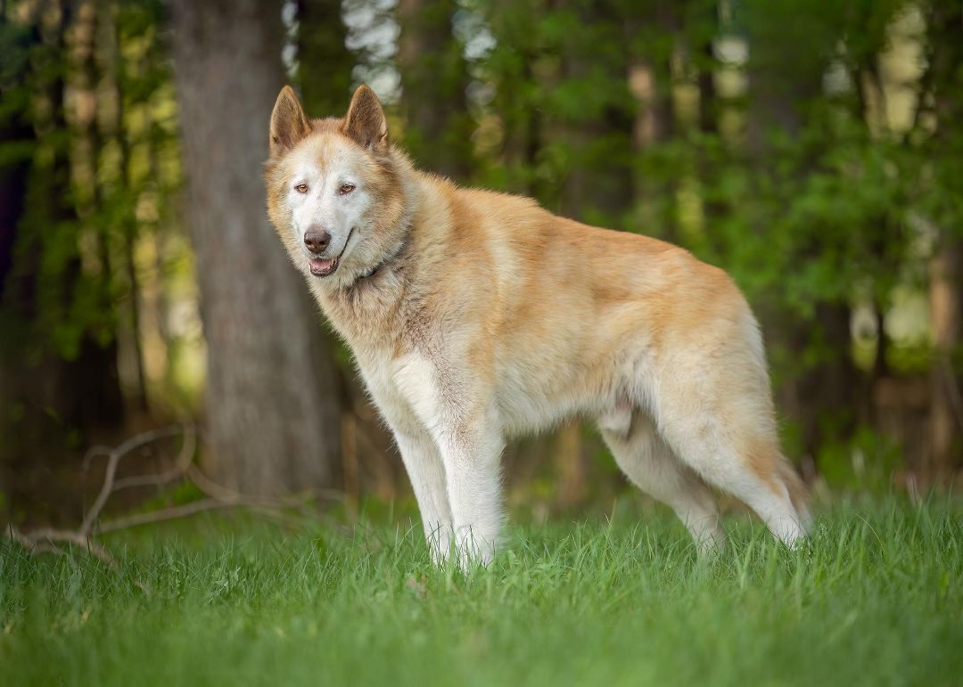 Hunter, an adoptable Husky in Westmount, QC, H3Y 1G4 | Photo Image 3