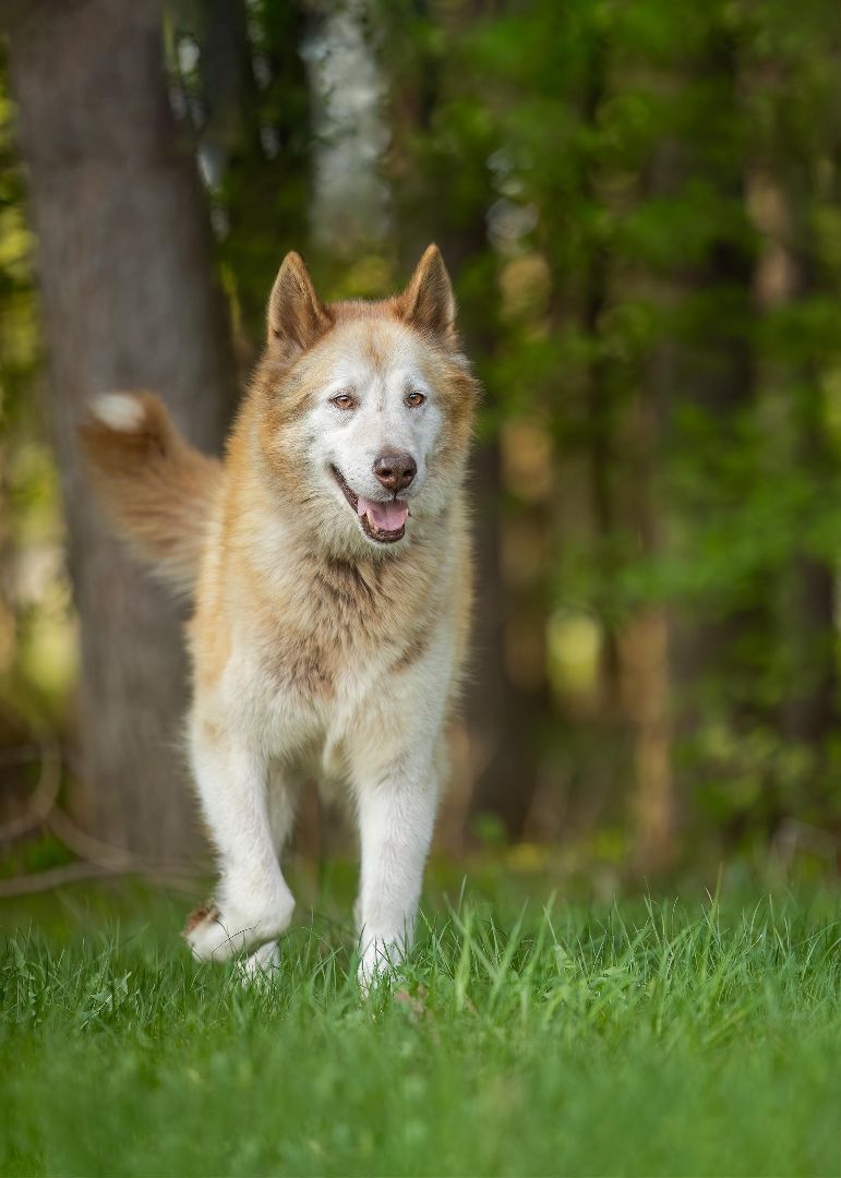 Hunter, an adoptable Husky in Westmount, QC, H3Y 1G4 | Photo Image 4