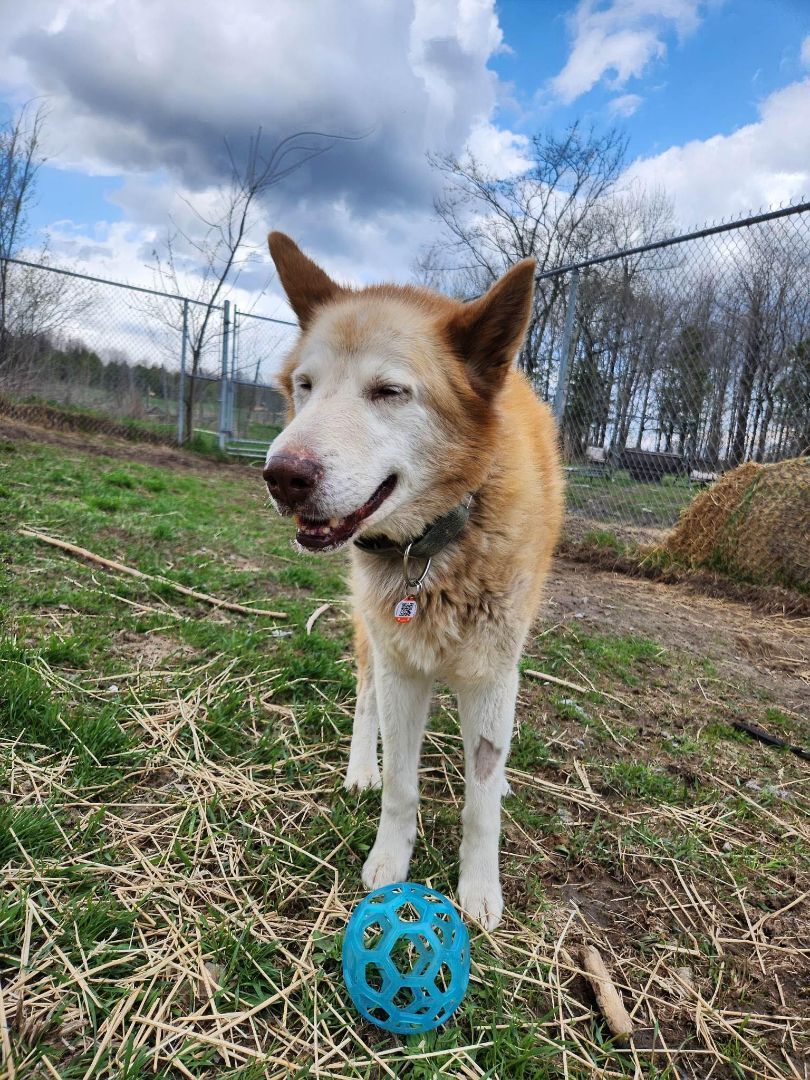 Hunter, an adoptable Husky in Westmount, QC, H3Y 1G4 | Photo Image 5