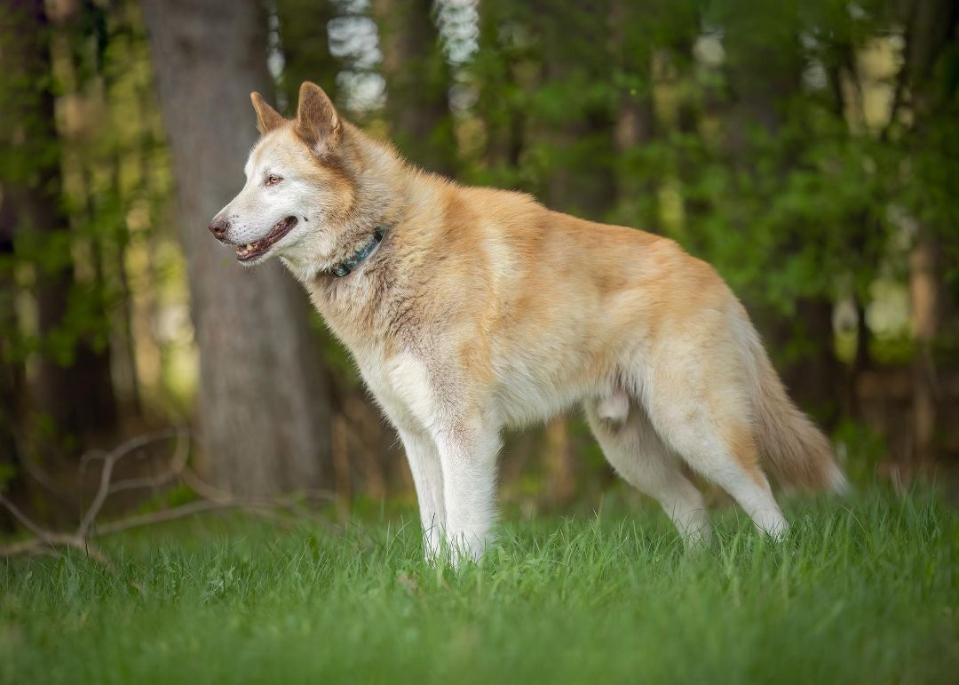 Hunter, an adoptable Husky in Westmount, QC, H3Y 1G4 | Photo Image 6