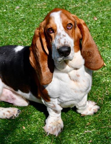 Basset hound for adoption best sale near me