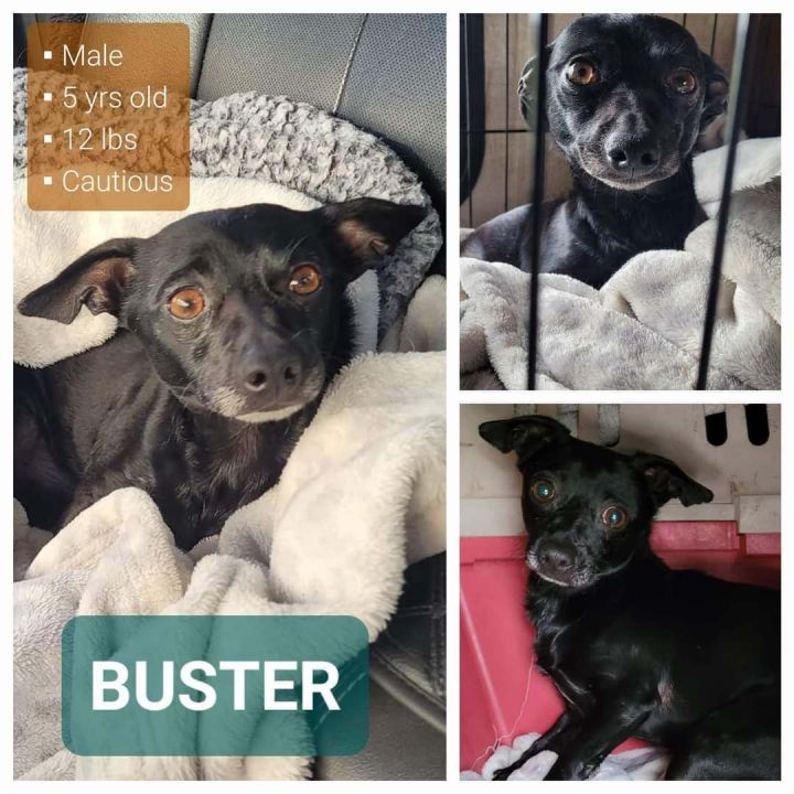 Dog for adoption BUSTER a Chihuahua in Lodi CA Petfinder