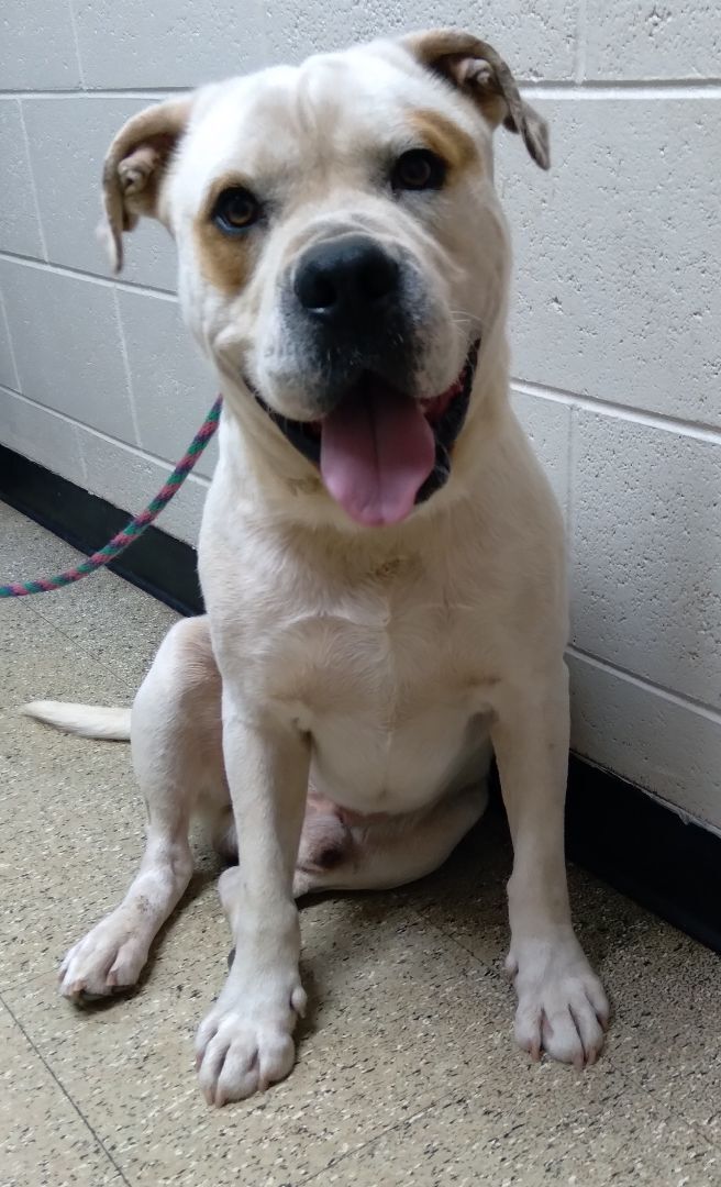 american bulldog pitbull boxer mix