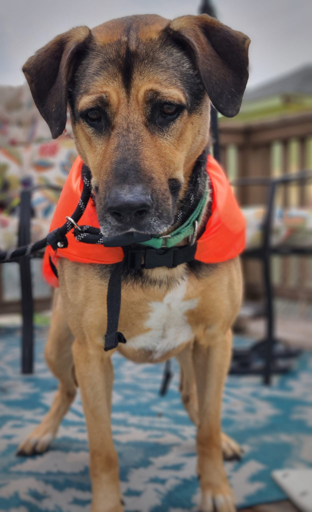 Dog for adoption - Stormy, a German Shepherd Dog & Rottweiler Mix in  Warren, MI | Petfinder