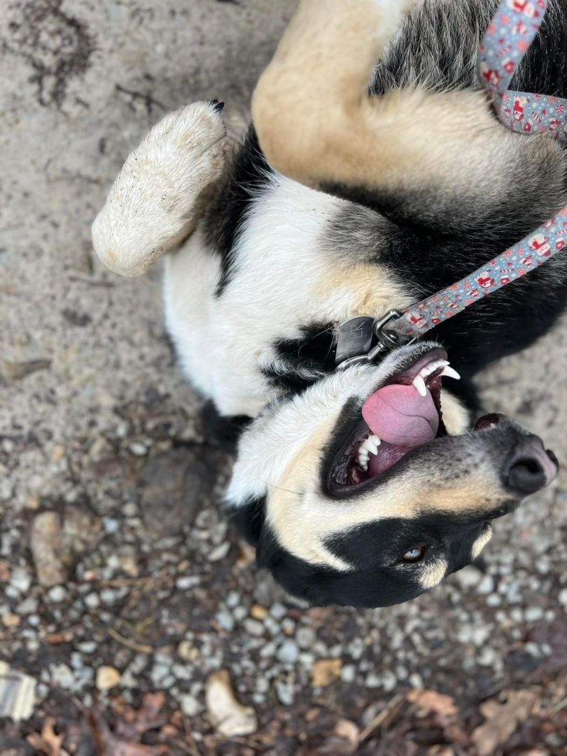 River, an adoptable Australian Shepherd in Oakland, AR, 72661 | Photo Image 4