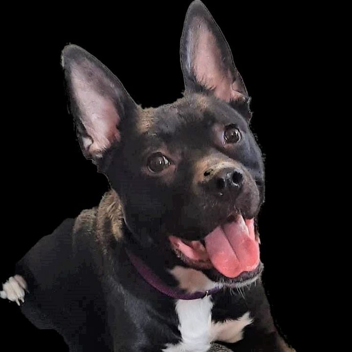 Australian kelpie hot sale pitbull mix