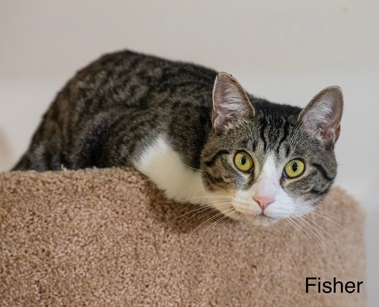 Fisher, an adoptable Tabby, Domestic Short Hair in Buford, GA, 30518 | Photo Image 1