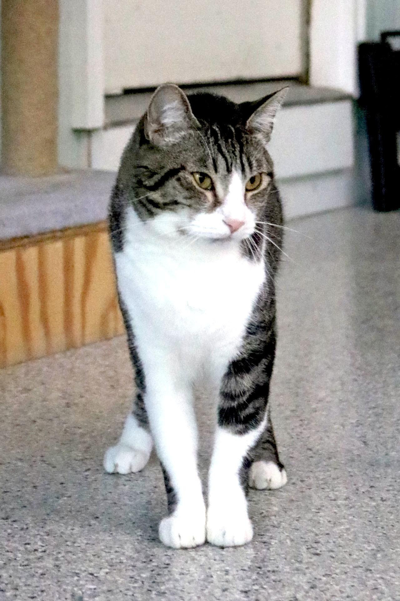 Fisher, an adoptable Tabby, Domestic Short Hair in Buford, GA, 30518 | Photo Image 2