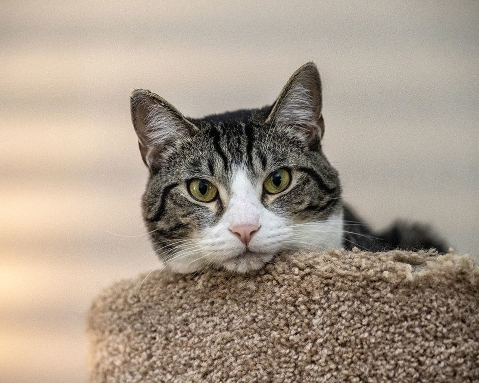 Fisher, an adoptable Tabby, Domestic Short Hair in Buford, GA, 30518 | Photo Image 3